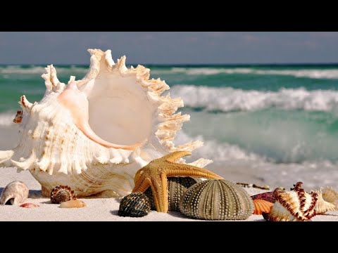 Video Bollinger and RSI and Moving