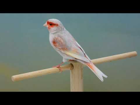 MOSAIC CANARY  (INFORMATION)