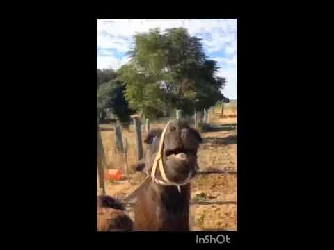 Llama funny moments with people