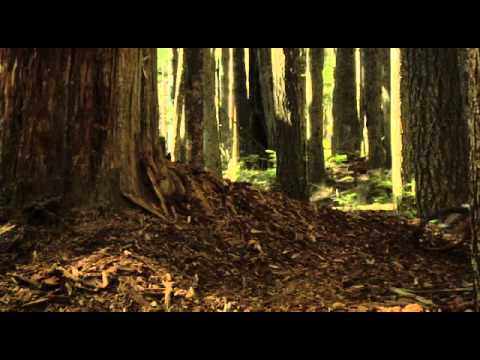 Kranked 6 DivX 720x480888888