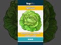 lettuce - a leafy green vegetable use... video thumbnail
