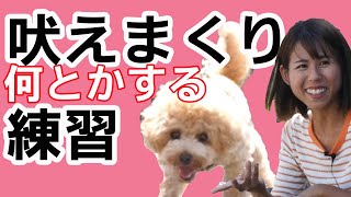 トイプードル　人に吠える！人が苦手克服練習　プロの行動分析の技で人が苦手なワンちゃんを改善