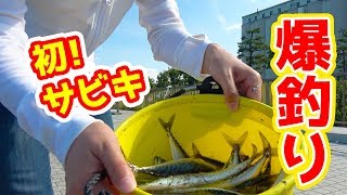 サビキ釣りに挑戦！サバが大量に釣れ過ぎて・・・