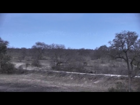 Djuma Private Game Reserve Live Stream