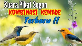 Download lagu Suara Pikat Sogon Kombinasi Kemade Ribut Terbaru Untuk Pikat Semua Jenis Burcil mp3