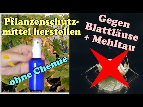Natürlicher Bio Pflanzenschutz gegen Blattläuse & Mehltau ohne Chemie selbst herstellen. Schädlinge