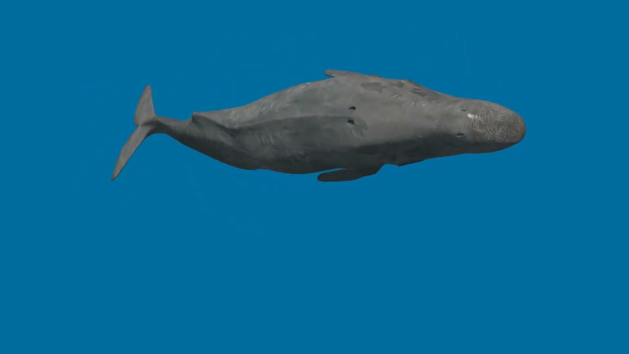 Photoreal Sperm Whale 8K - 3d animated 3D Model
