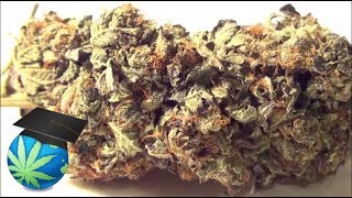 How To Tell Quality of Weed Visually (YT Promo Sample)