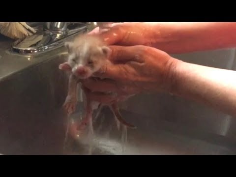 Flea Bath For Fluffy Ginger Rescue Kittens