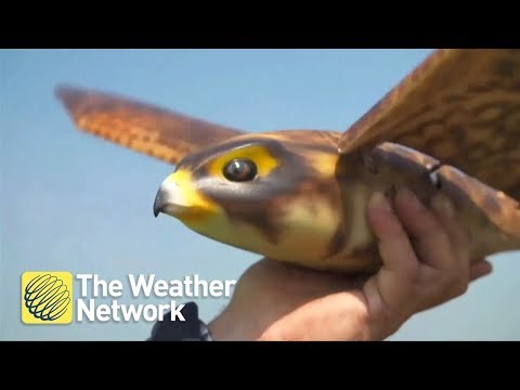 Robot falcon set to join team airplane vs. team birds
