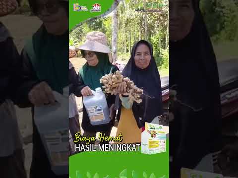 PANEN JAHE MELIMPAH DENGAN PUPUK SA BAHAGIA