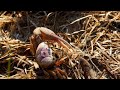 Why the Size of a Male Fiddler Crab's Claw Matters (4K)