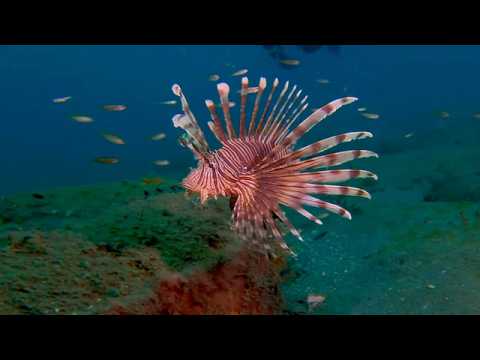 16 Odd-Shaped Bottom Dwellers C - scuba diving video