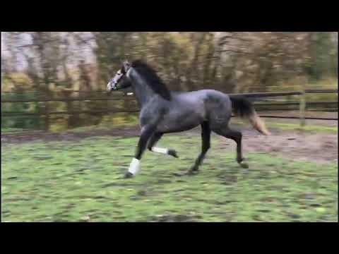 UTIL de Susaeta zu verkaufen, 3Jähriger PRE