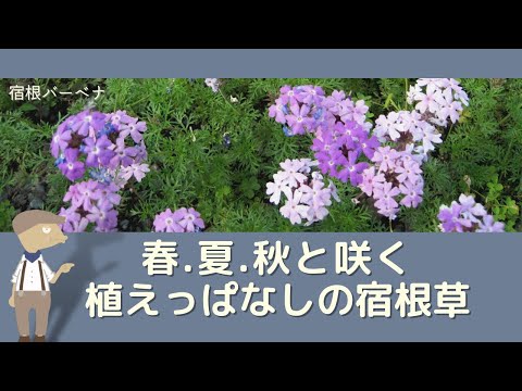 パタゴニアのバーベナ 植物