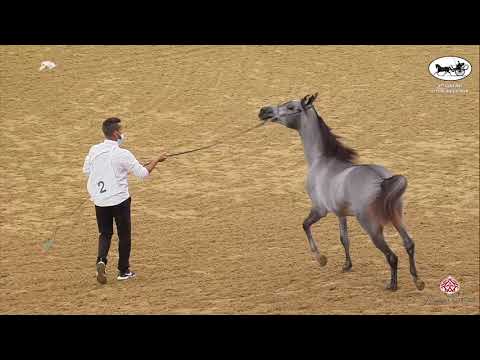 N 2 LEENAT AL SHAHANIA   1st Qatar Arabian Horse Show Local Bred