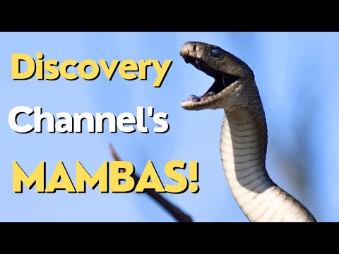 Full Discovery Channel Documentary Compilation. Deadliest African Mambas!