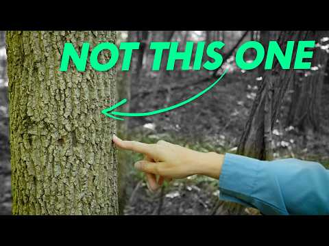 Are the ash trees doomed? | Great Lakes Now