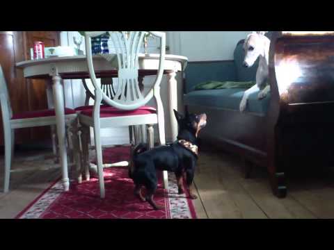 Molly & Rocky - Bästa vänner