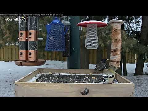Evening Grosbeak Defends Her Corner From European Starling – Apr. 9, 2019