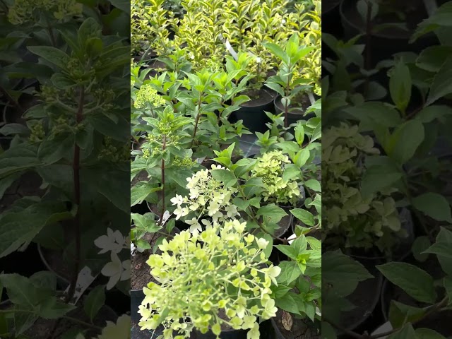 Гортензия метельчатая Phantom (Фантом)