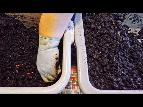 Harvest two 164-day old red wiggler worm bins after 35-day horizontal migration - vermicomposting