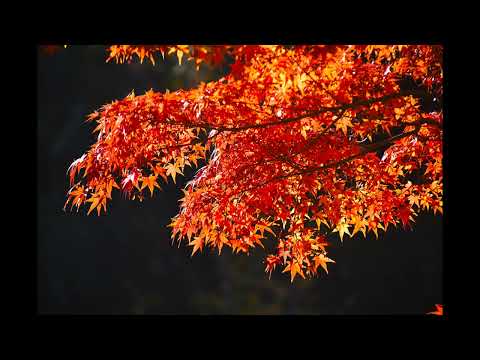 Folhas de outono na cidade-castelo de Chofu (Templo Kakuenji)