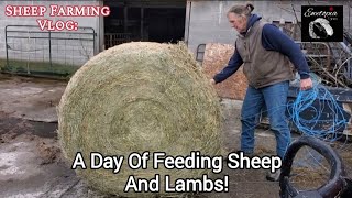 Indoor Feeding Routine For Sheep And Lambs In April: Canadian Style!