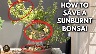 How to Revive a Trident Bonsai Scorched in the Blazing Summer Heat