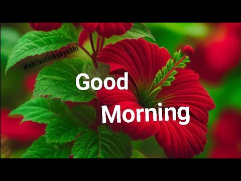 Ep-34//Good morningwishes with Beautiful images//Good morning video status. @smilingthulasi3686