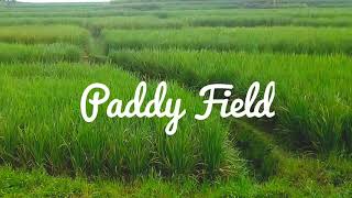 DJI Ryze Tello | Cinematic | Paddy Field