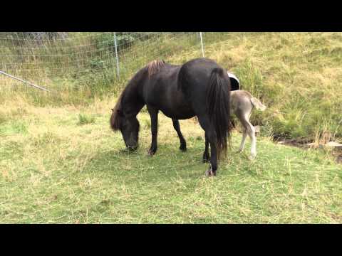 Isa med hingstföl, född 24 juli 2014, e . Sedill