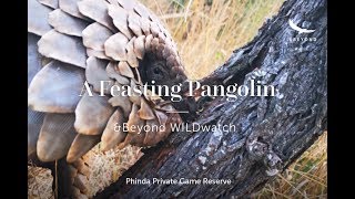 Download lagu A Feasting Pangolin | Phinda Private Game Reserve | WILDwatch mp3
