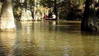 preview picture of video 'Sparkleberry Rimini Swamp w Sierra Club SC'