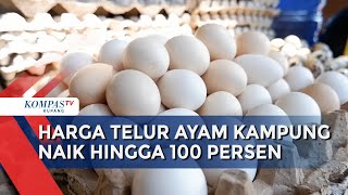 Download lagu Harga Jual Telur Ayam Kampung di Kota Kupang Naik Hingga 100 Persen mp3