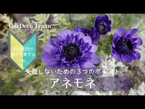 秋のアネモネの切り方:遅咲きの人にはこれが必要 トピックス