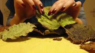 #65 *ASMR* ~Autumn theme~ Request: leaves, ice and peanut sounds