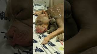 @Topgeneralkennels Msg Us if Interested !American Bull #americanbully #bullybreed #exoticbullypuppy
