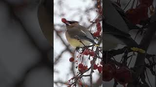 Cedar Waxwing Swallows Berry Whole