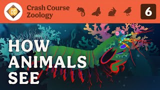 How Animals See: Crash Course Zoology #6