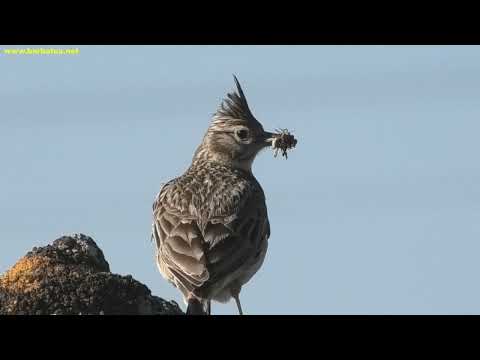 COGUJADA COMÚN | CRESTED LARK | Galerida cristat