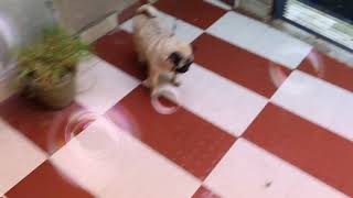 Dog lovers