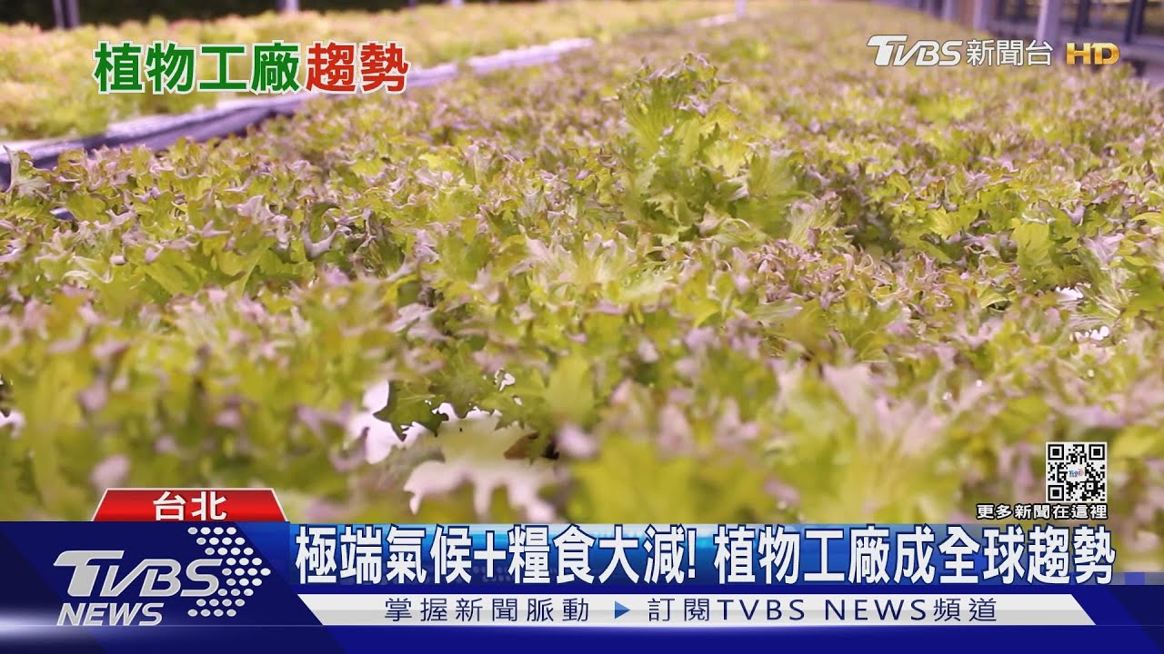 有片/極端氣候+糧食大減! 植物工廠成全球趨勢