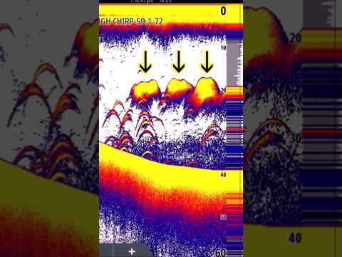 Fish finder EXPLAINED! Sonar for Dummies! Fish finders for beginners! Simrad Airmar