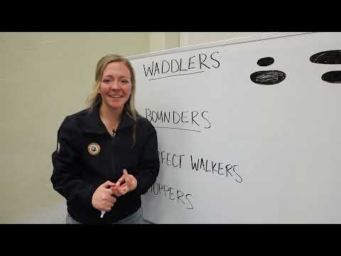 Animal Tracks Part One: Track Patterns