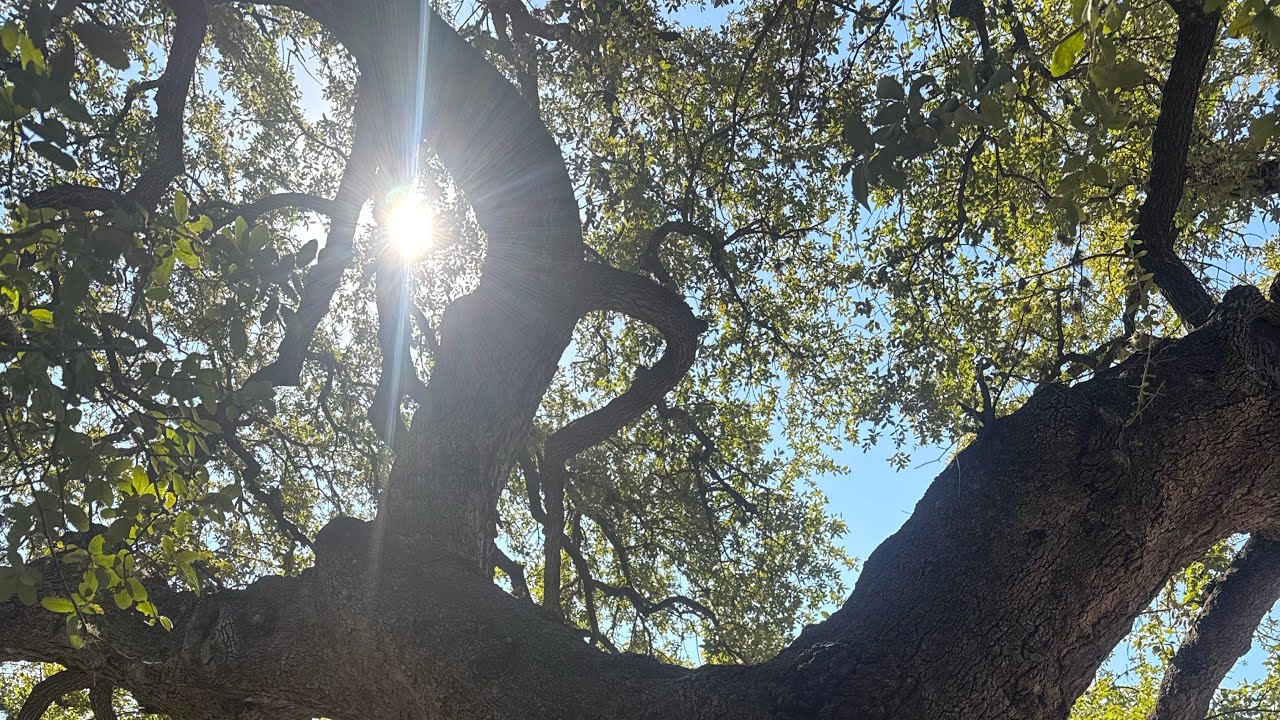 Living Homeless in the winter with 4 chihuahuas