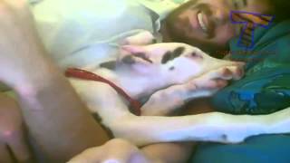 Cats and dogs wake up reactions   Funny and cute a