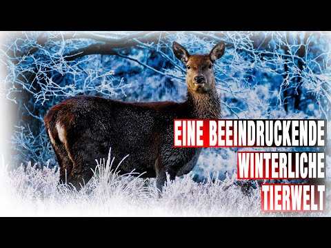 Eine beeindruckende winterliche Tierwelt - Das sind unsere Tiere im Winter