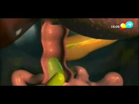 ¿Qué función tiene la vesícula en el proceso digestivo?