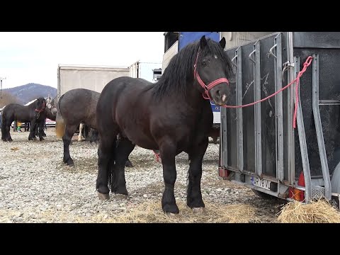 Targ expozitional de cai Rasnov, Brasov 18 Martie 2023 Nou!!!